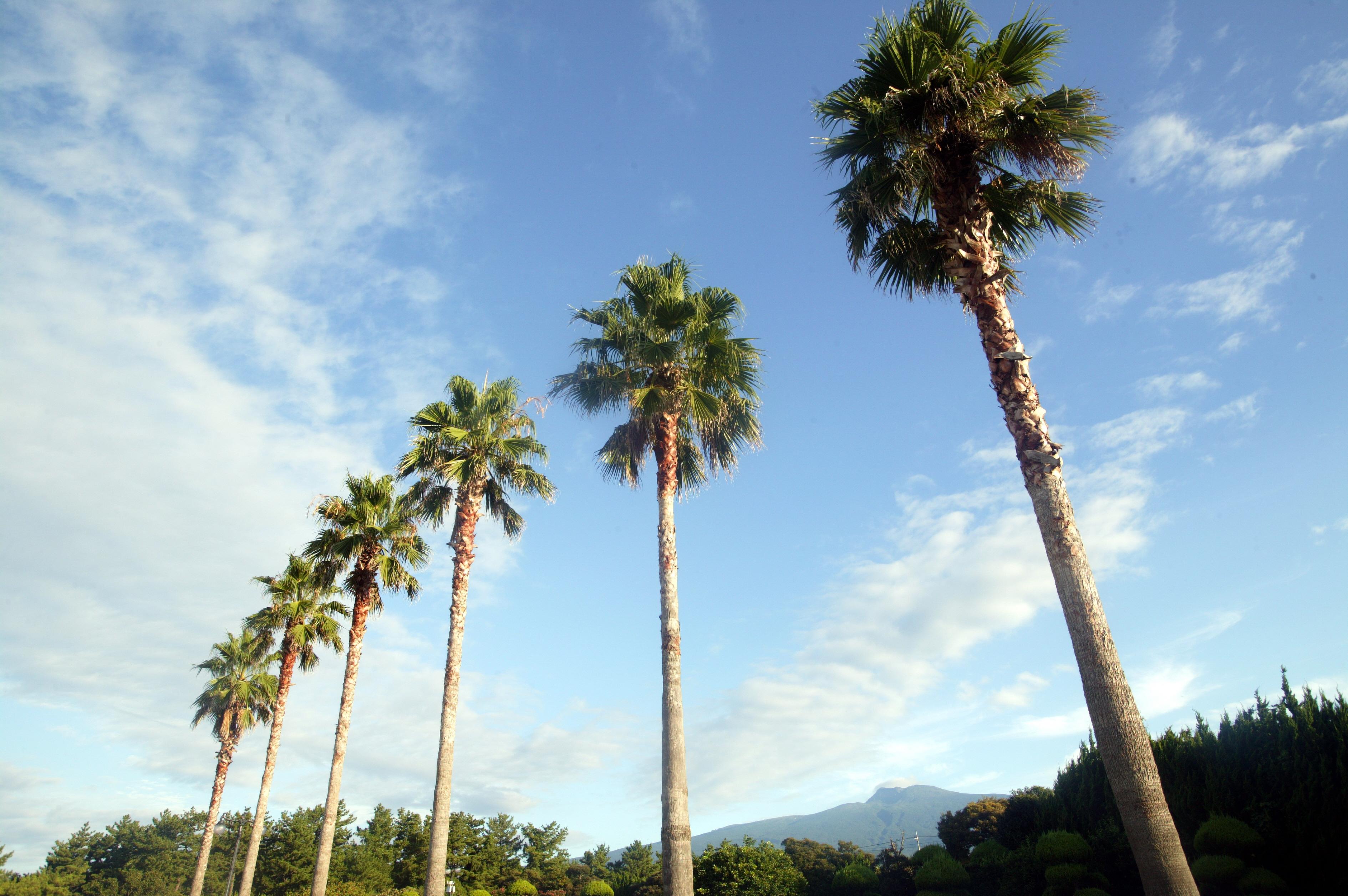 Seogwipo Kal Hotel Εξωτερικό φωτογραφία Phoenix canariensis